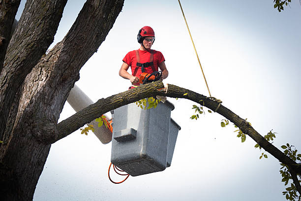 Tree and Shrub Care in Church Rock, NM